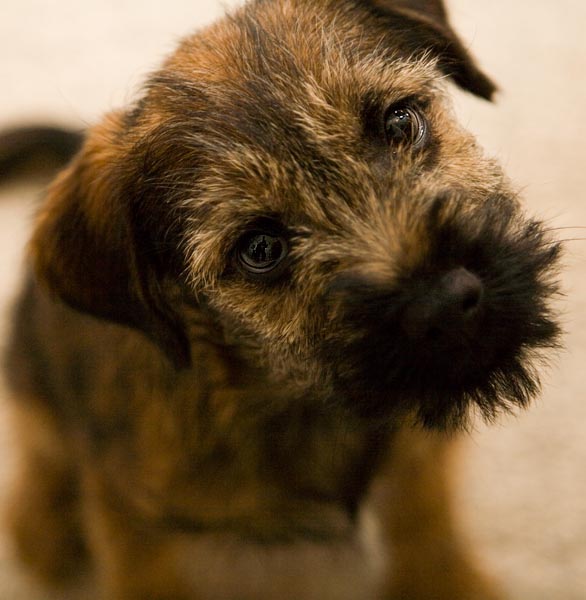 New Family Member