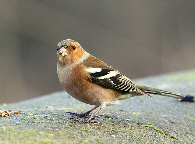 Feathered Friend