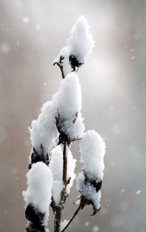 Snow blossoms