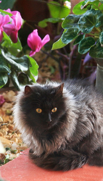 Black Cat white collar