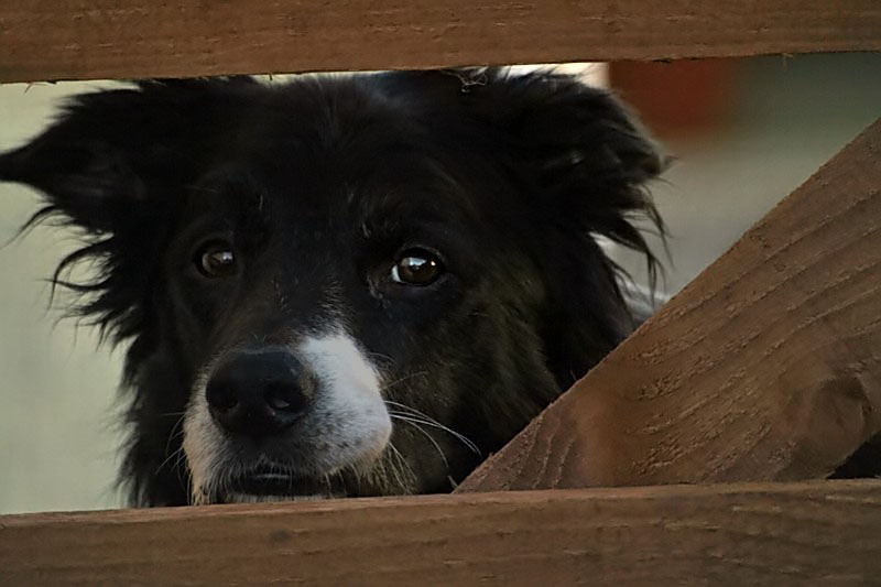 Can I come out Please
