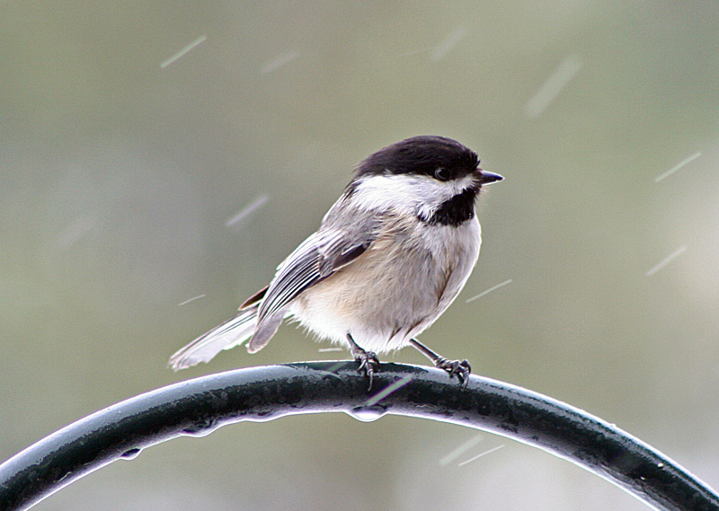 Wet  chickadee