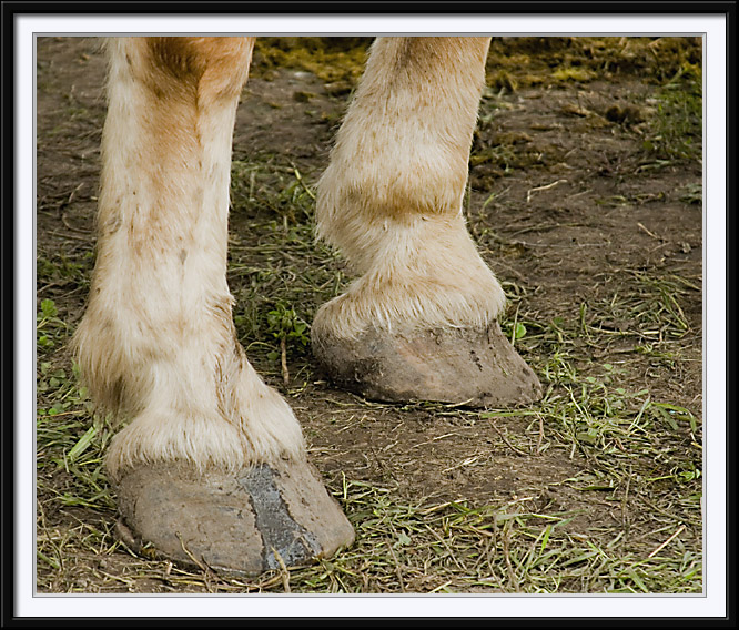 Draft Horse Feet