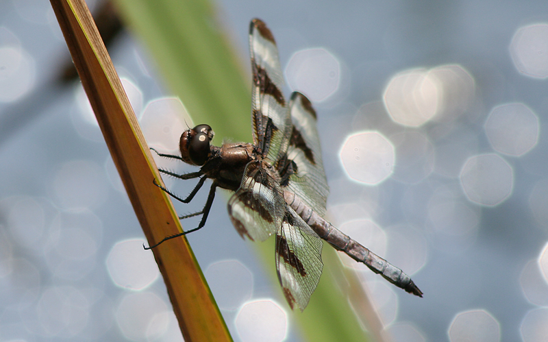 12 Spotted Skimmer Dragonfly