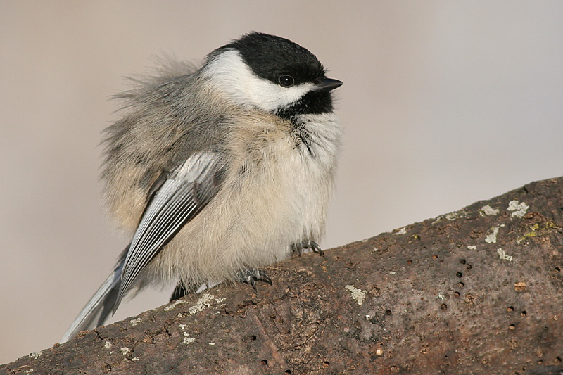 Black-capped Chickadee