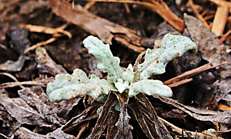 Dwarf Silver Sage