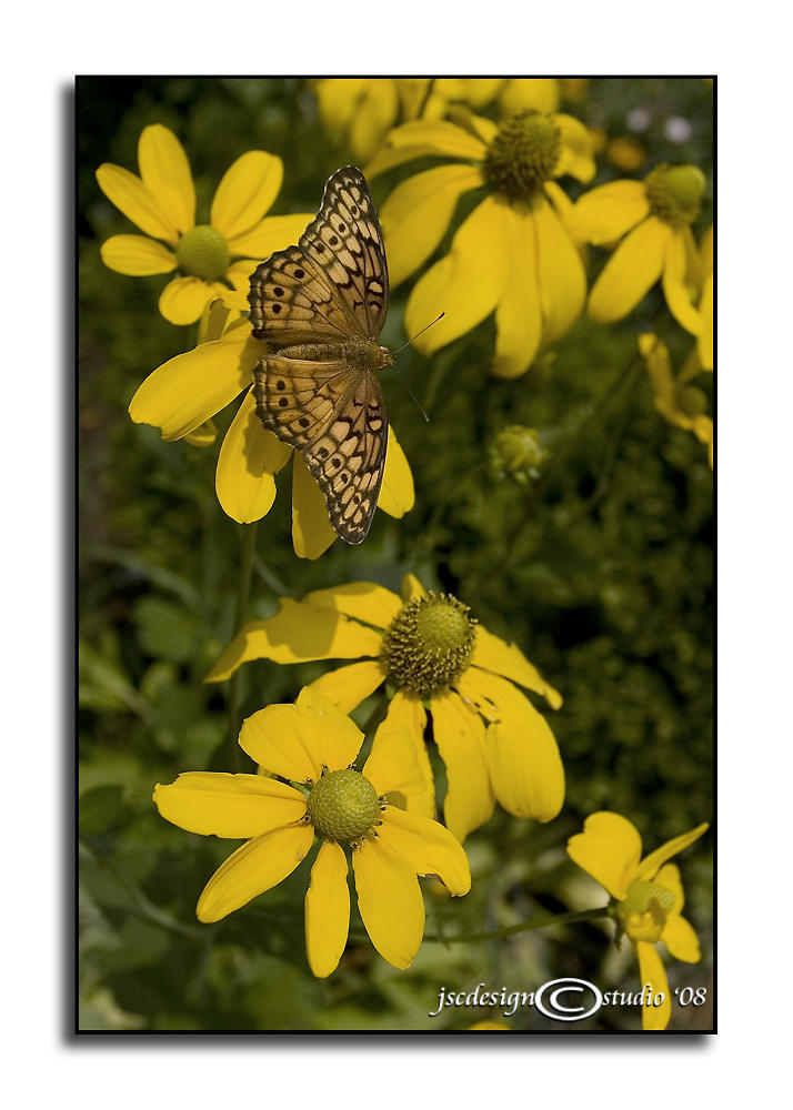 Euptoieta claudia<br>Variegated Fritillary