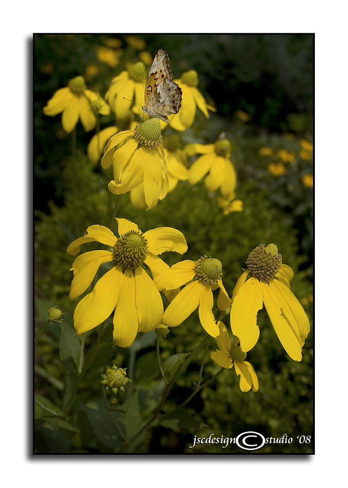 Euptoieta claudia<br>Variegated Fritillary<br>July 19