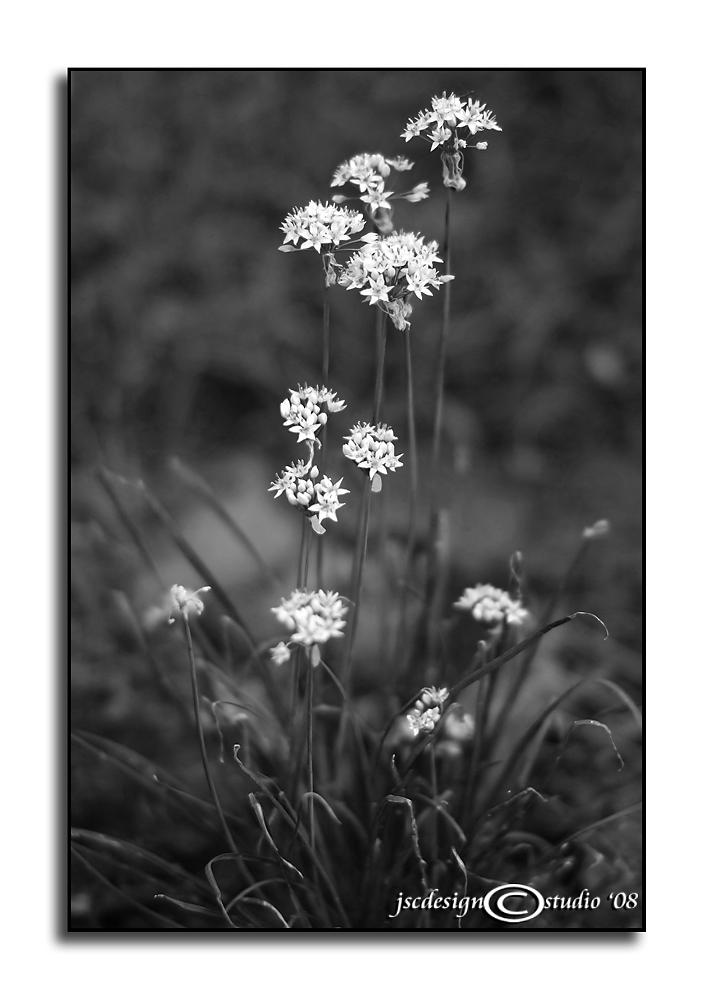 Nothoscordum bivalve<br>Achromatic August<br>August 26