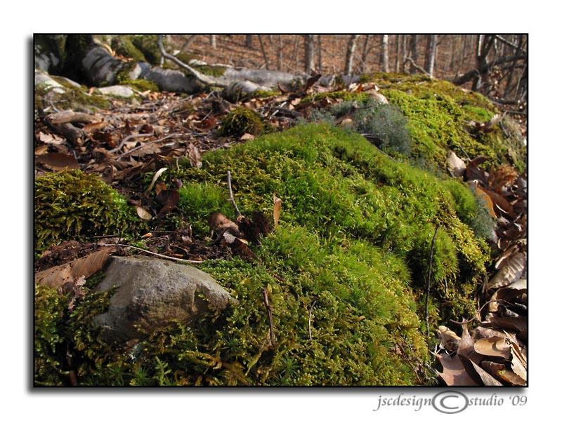 Where the Moss<br>Slowly Grows<br>February 22