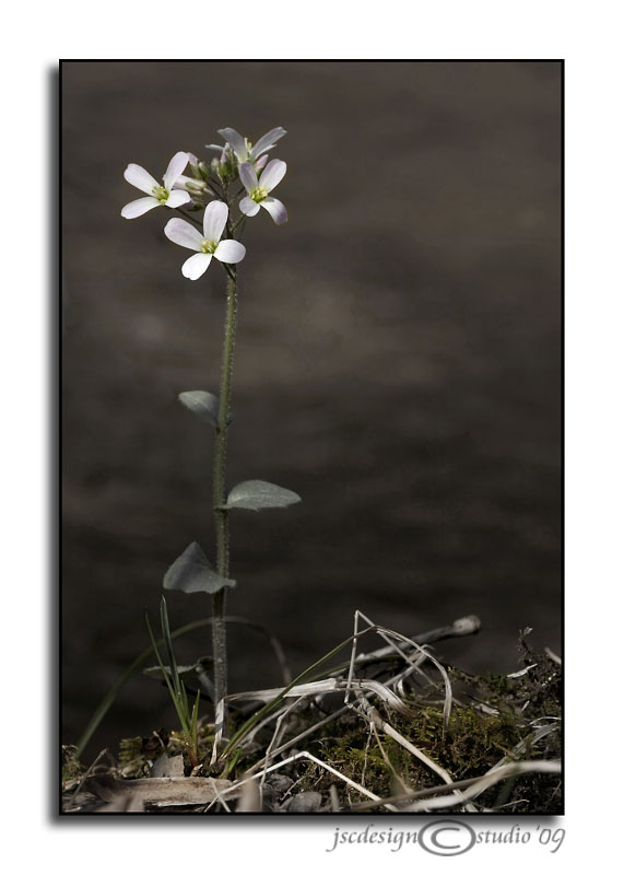 Along the Stream<br>March 18