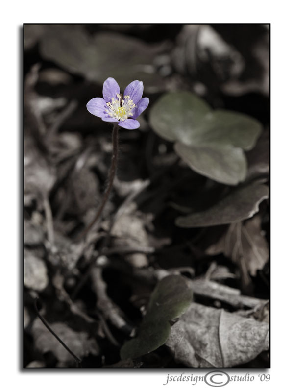 Delicate<br>March 22