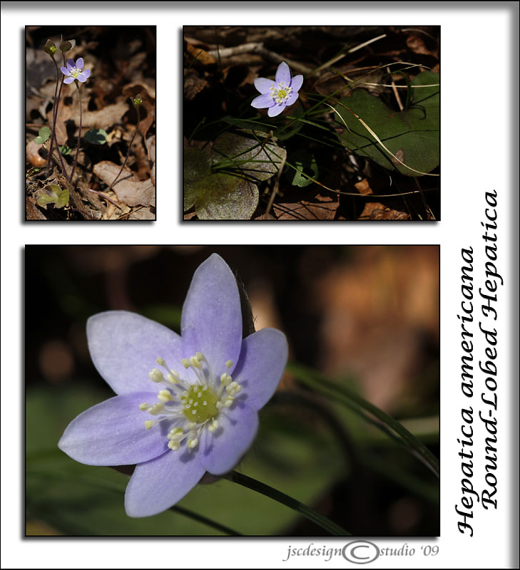 Hepatica americana<br>Round-Lobed Hepatica