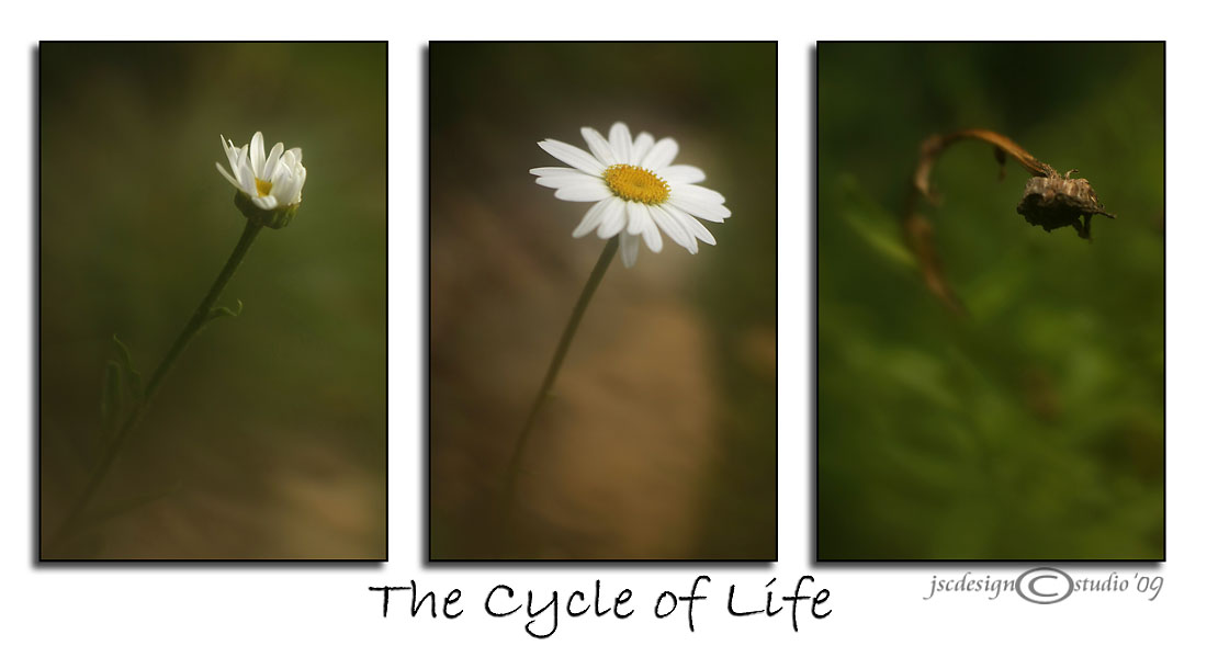 Cycle of Life<br>August 11