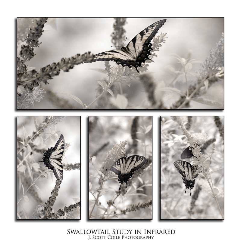 202<br>Swallowtail in IR