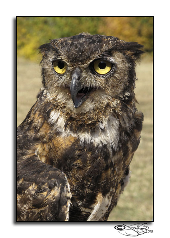 284<br>Great Horned Owl