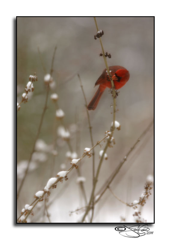 Cardinal in Snow I