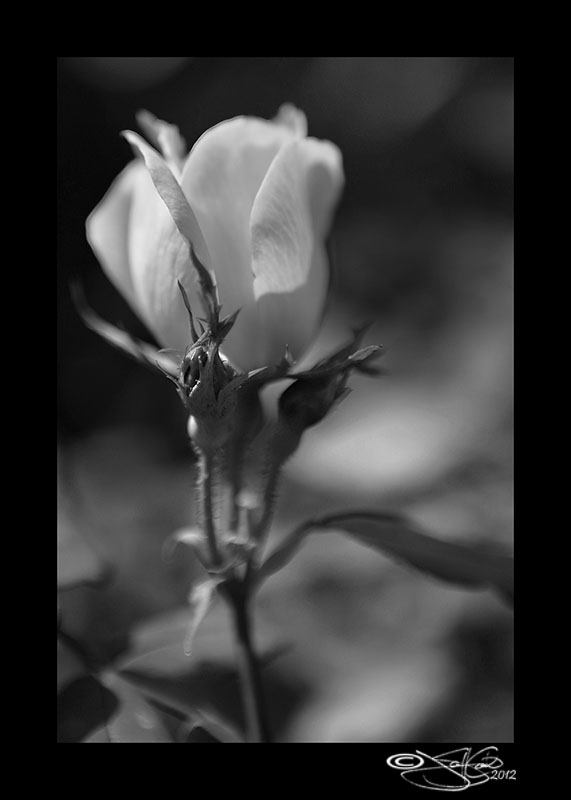 102:366<br>Contrast XI