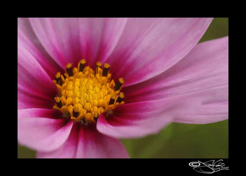 150:366<br>Cosmos Up Close