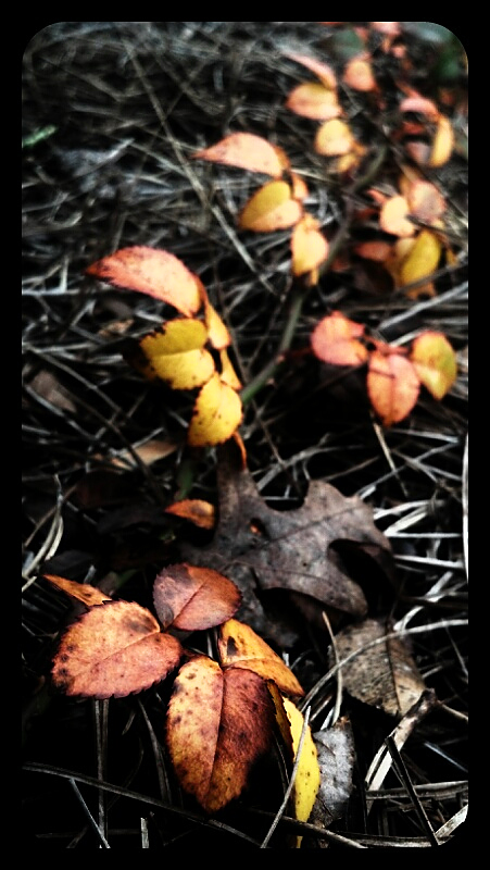 344:366<br>Winter Rose