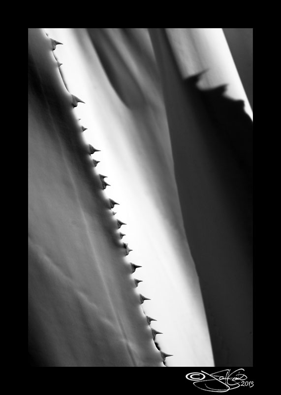 Teeth