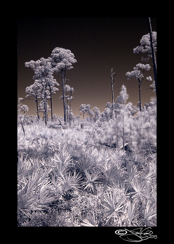 Palms and Pines