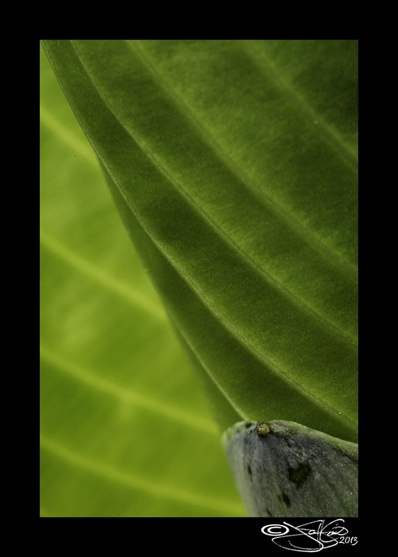 Inner Beauty