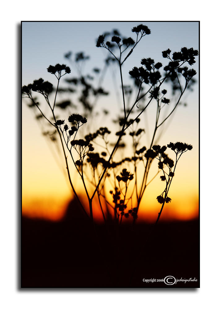 Ironweed<br>(Veronia gigantea)<p>November 22