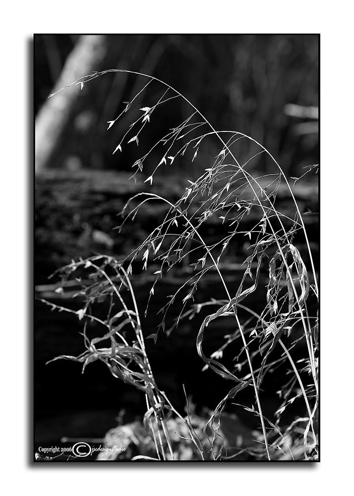 Wind Swept (BW)