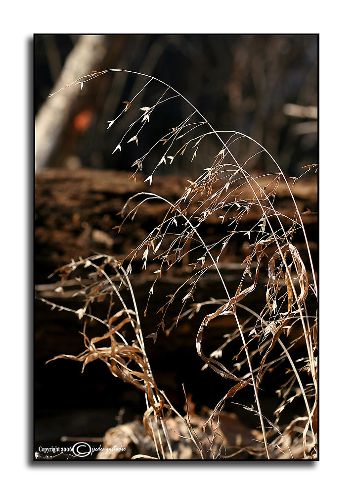 Wind Swept <p>December 29