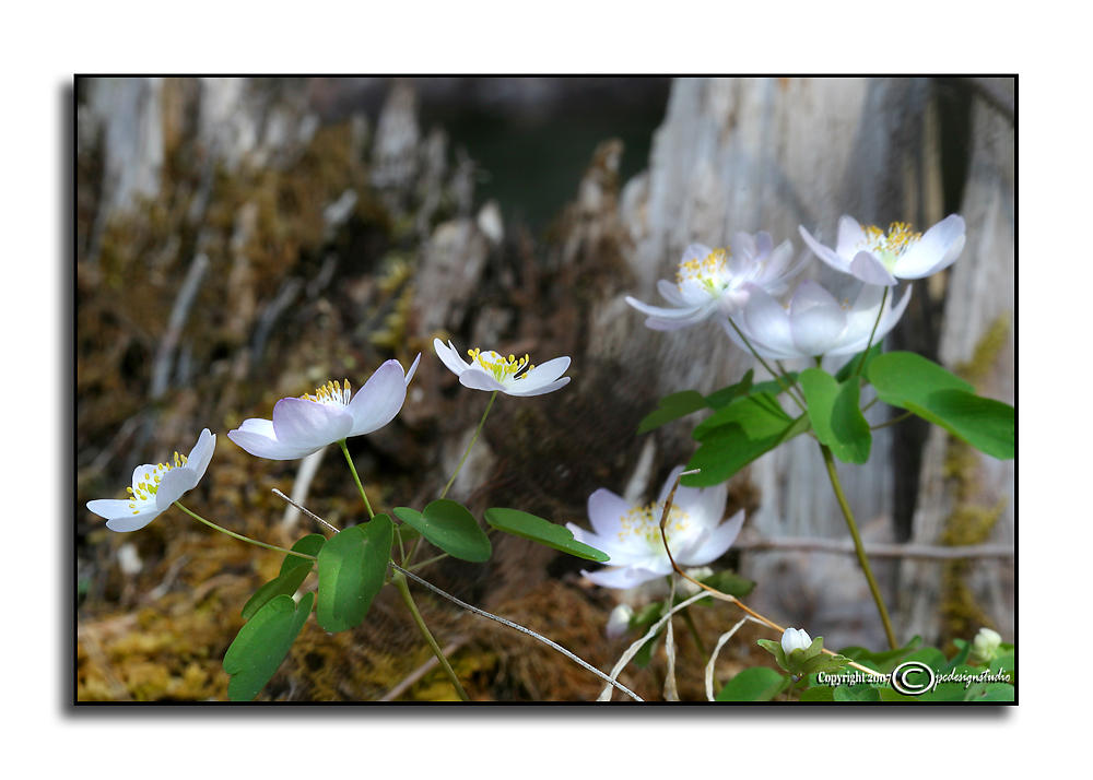 Thalictrum thalictroides