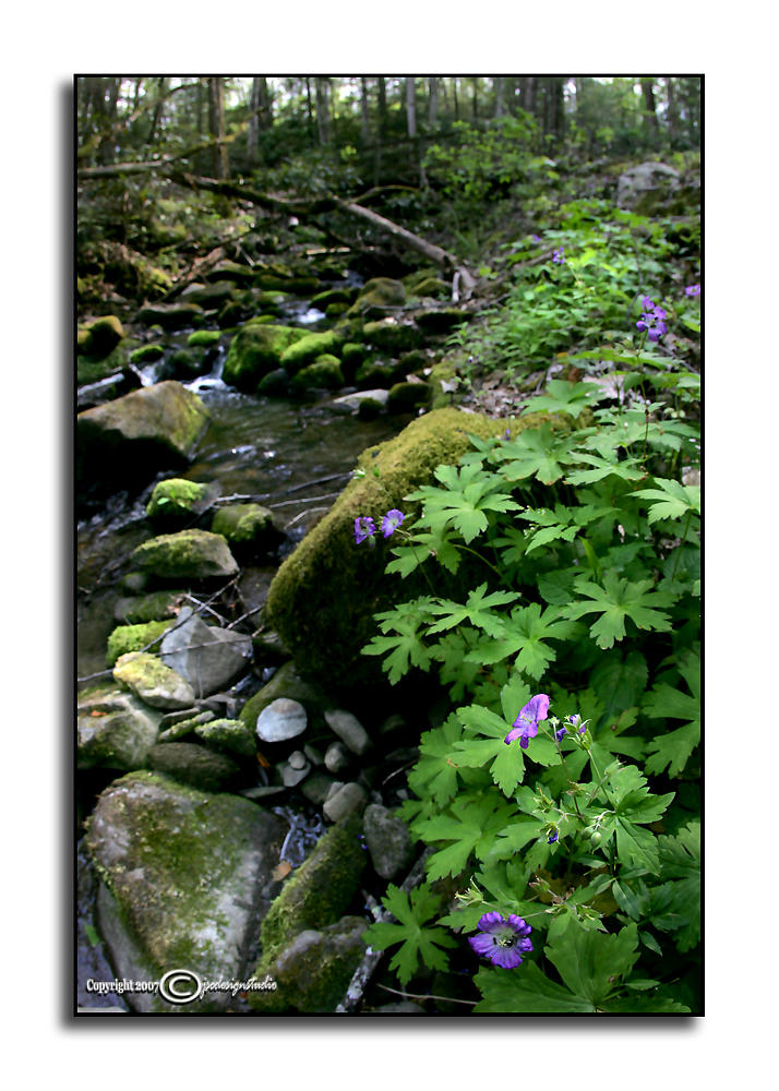Wild Geranium<p>May 1