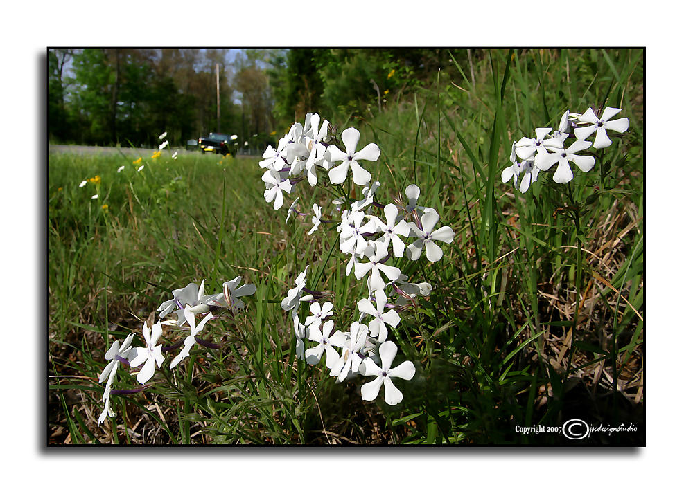Roadside Color 10<p>May 7