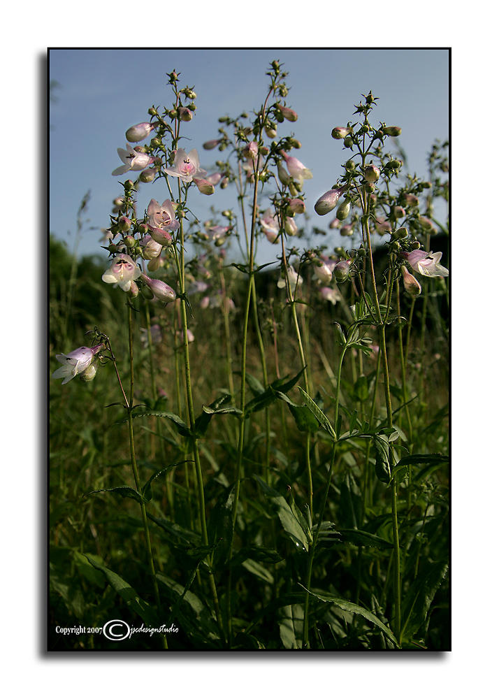 Penstemon calycosus