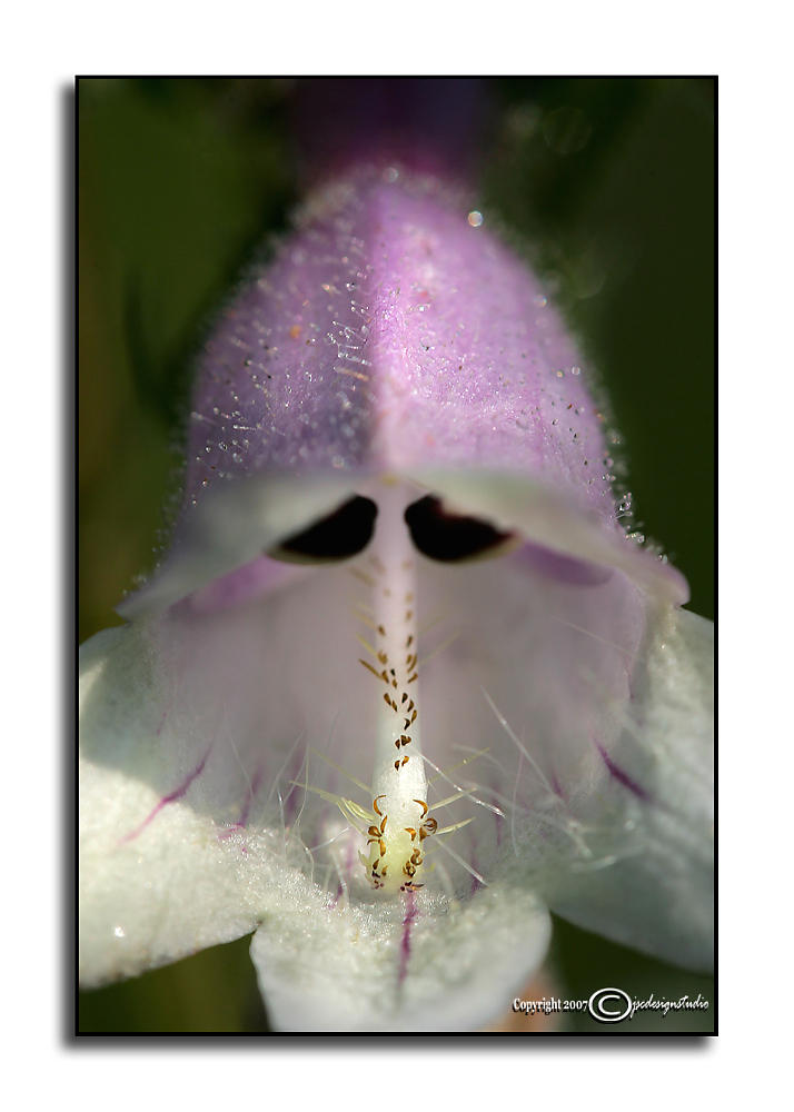 Penstemon calycosus