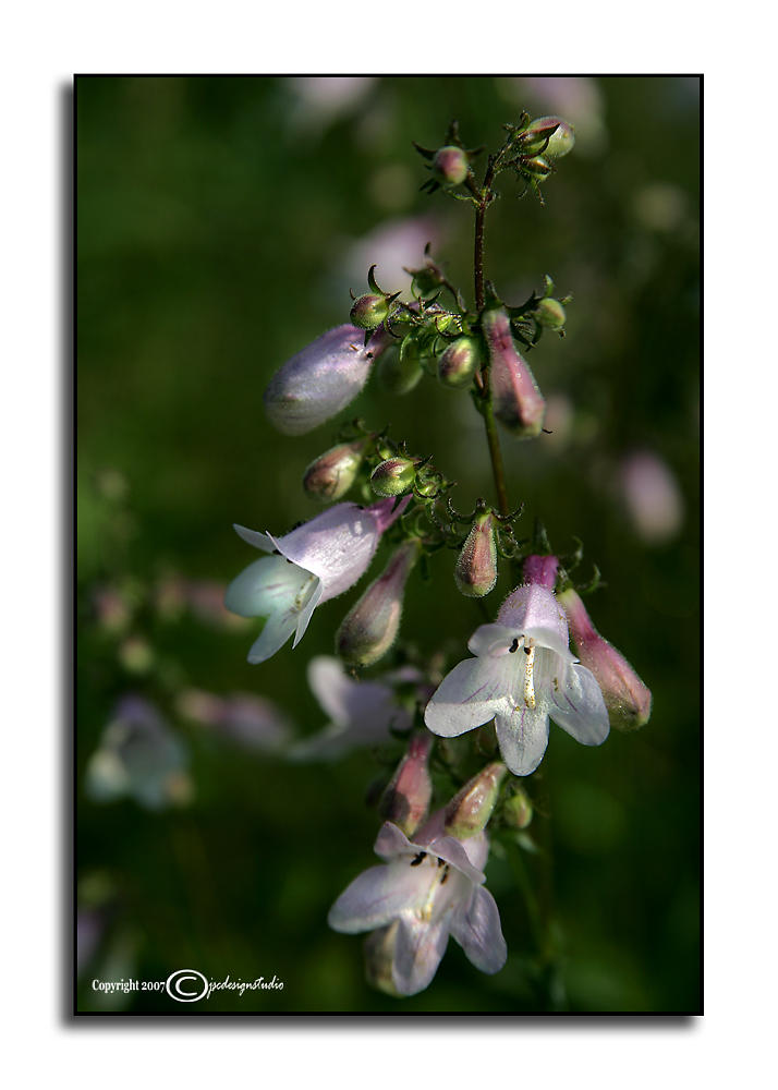Penstemon calycosus
