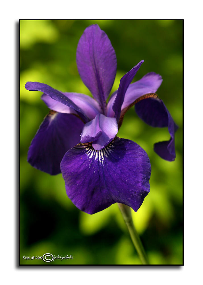 Iris sibirica<br><i>Caesarss Brother</i><br>May 11
