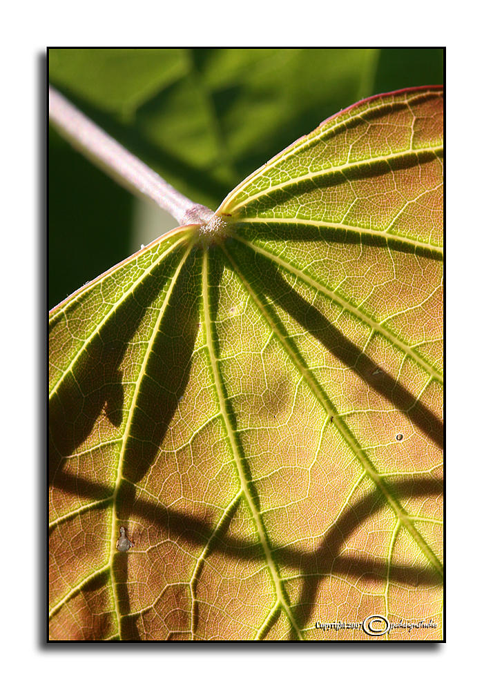 Filtered Backlight