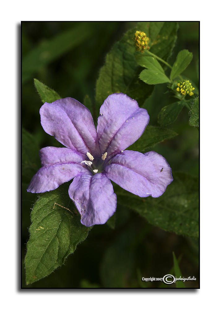 Ruellia strepens
