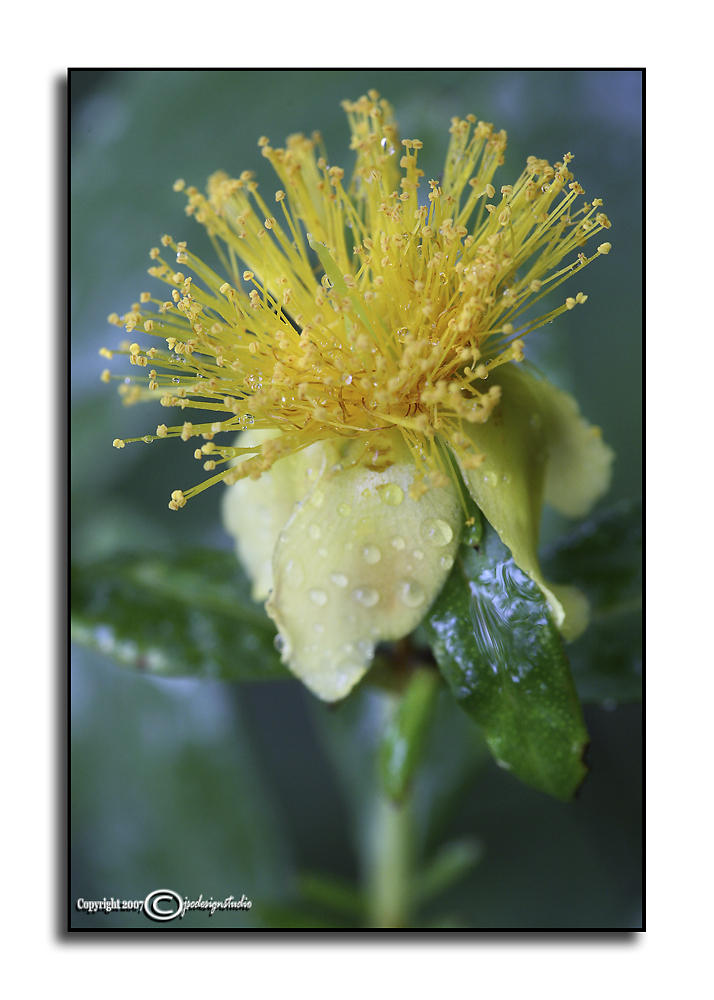 Hypericum frondosum
