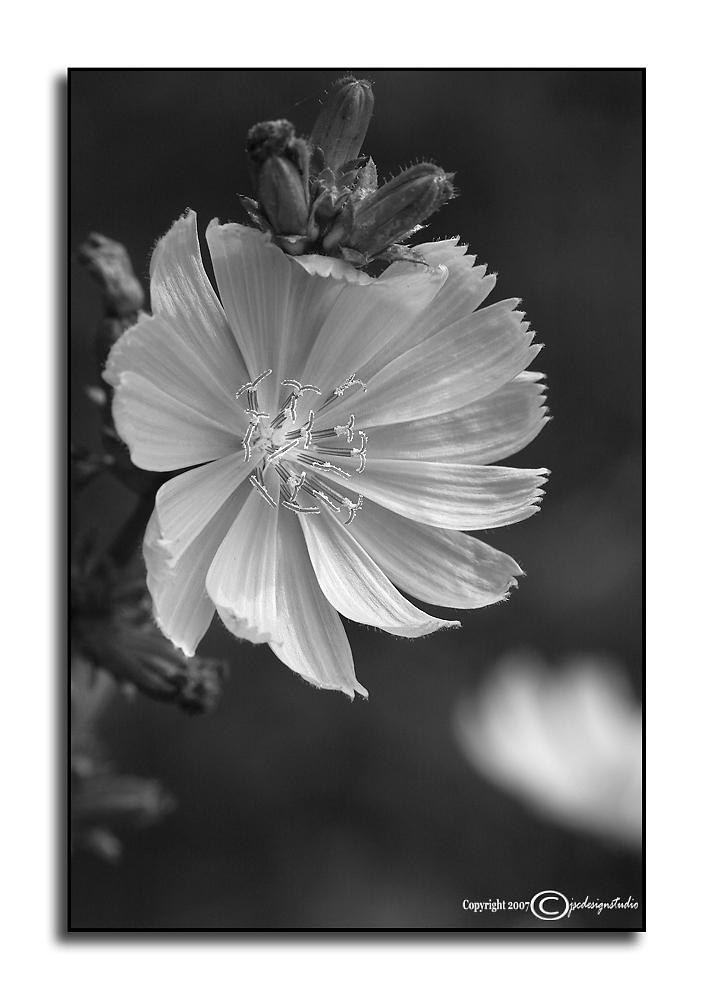 Cichorium intybus