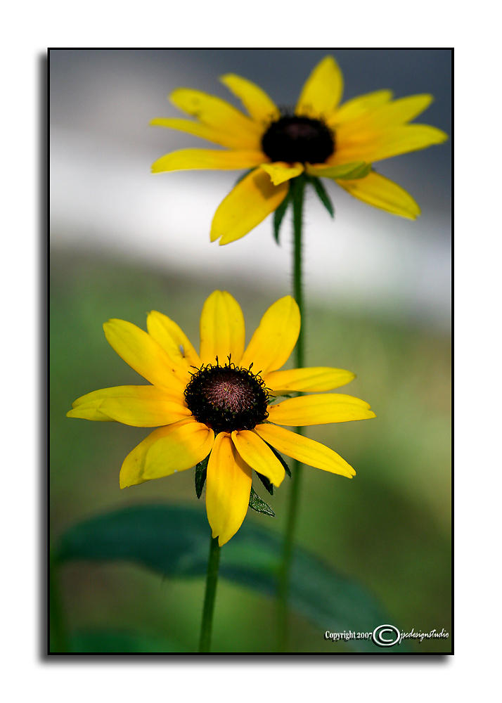 Good Morning Sunshine<p>July 2