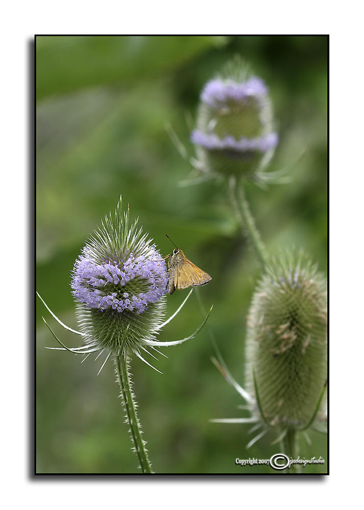 Fritillary on Teasel