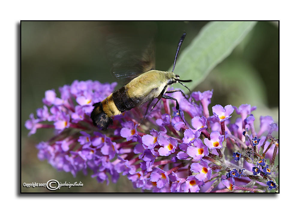 Hemaris diffinis<br>Snowberry Clearwing Moth<br>July 29