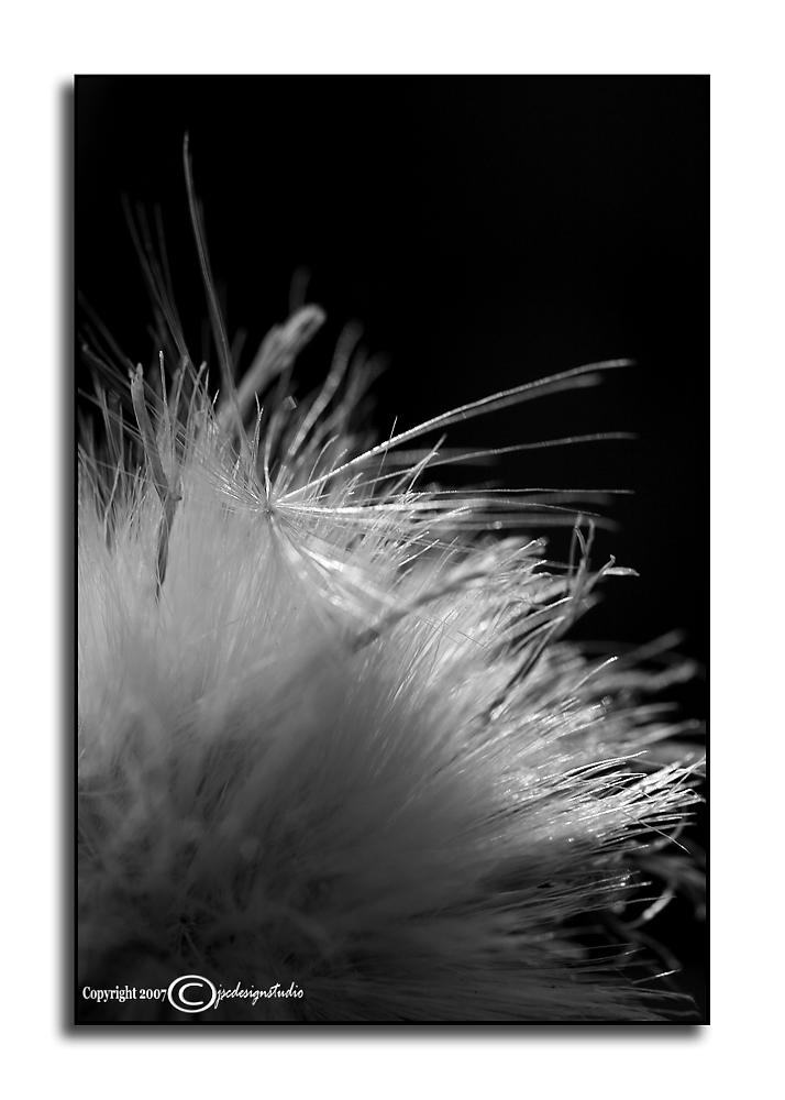 Ambient Achromatic August XXVII