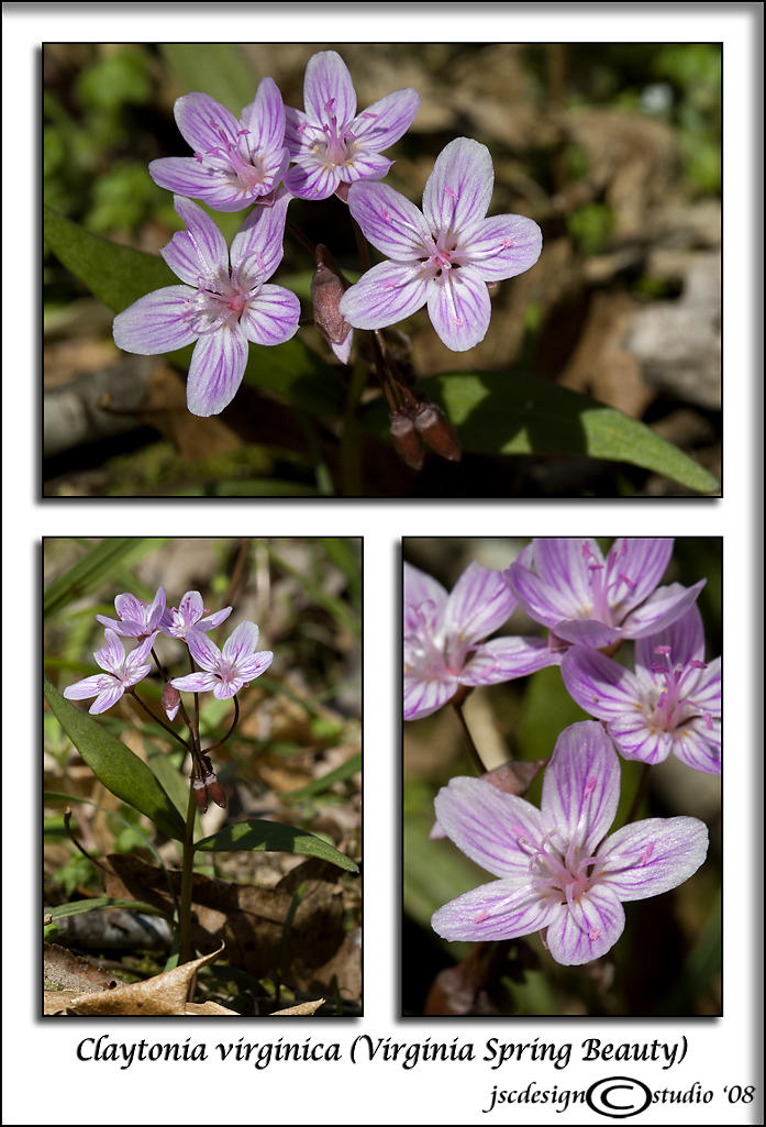 Claytonia virginica<br>(<i>Spring Beauty</i>)<br>March 26