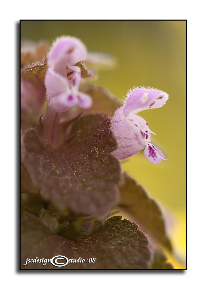 Lamium purpureum