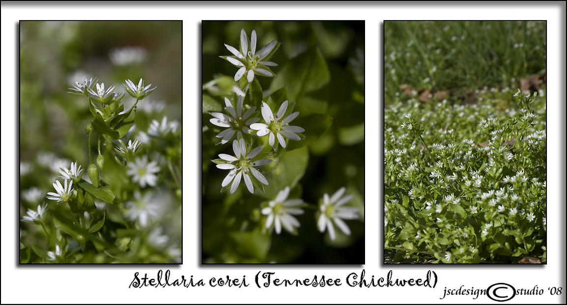 Stellaria corei<br>(<i>Tennessee Chickweed</i>)<br>April 7
