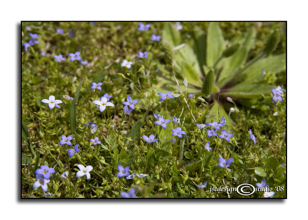 Hedyotis caerrulea<br>(<i>Quaker Ladies</i>)