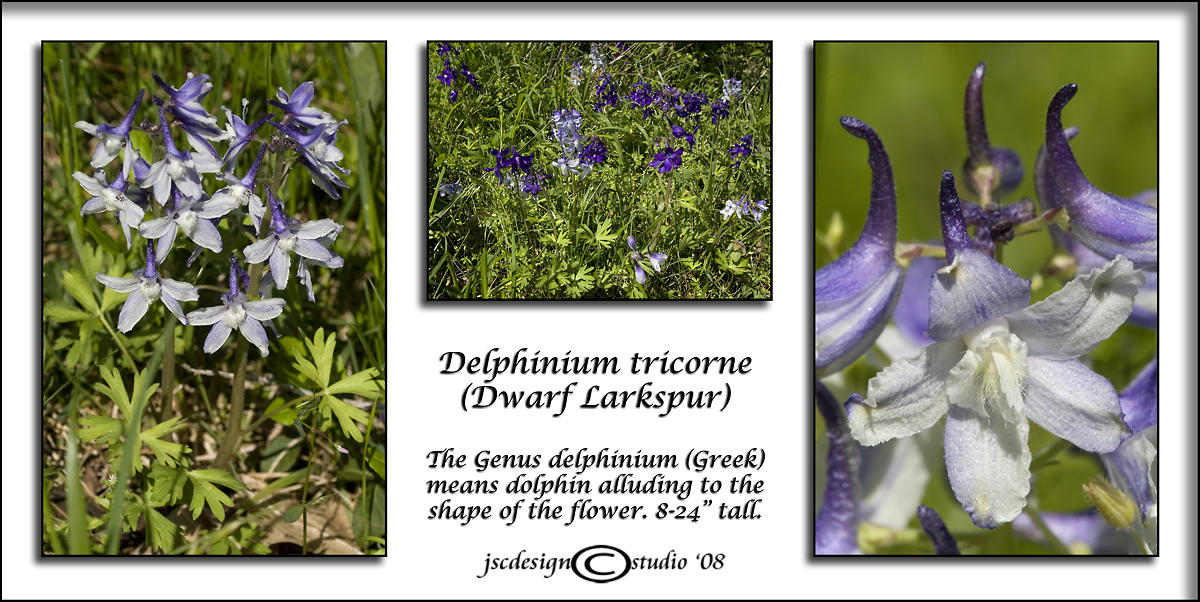 Delphinium tricorne<br>(<i>Dwarf Larkspur</i>)<br>April 15